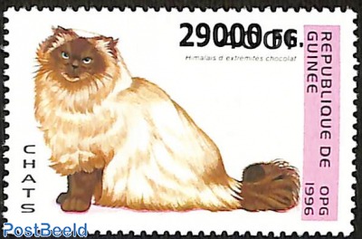 himalese cat with chocolate extremities, overprint