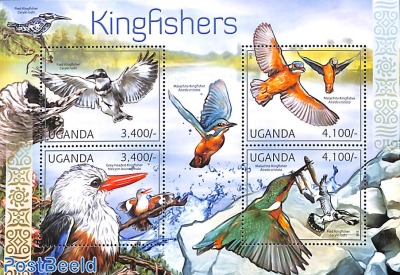 Kingfishers 4v m/s